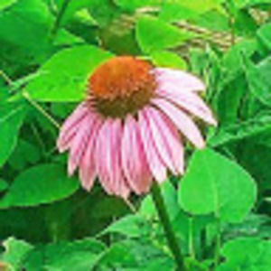 Meet your Posher, Kala